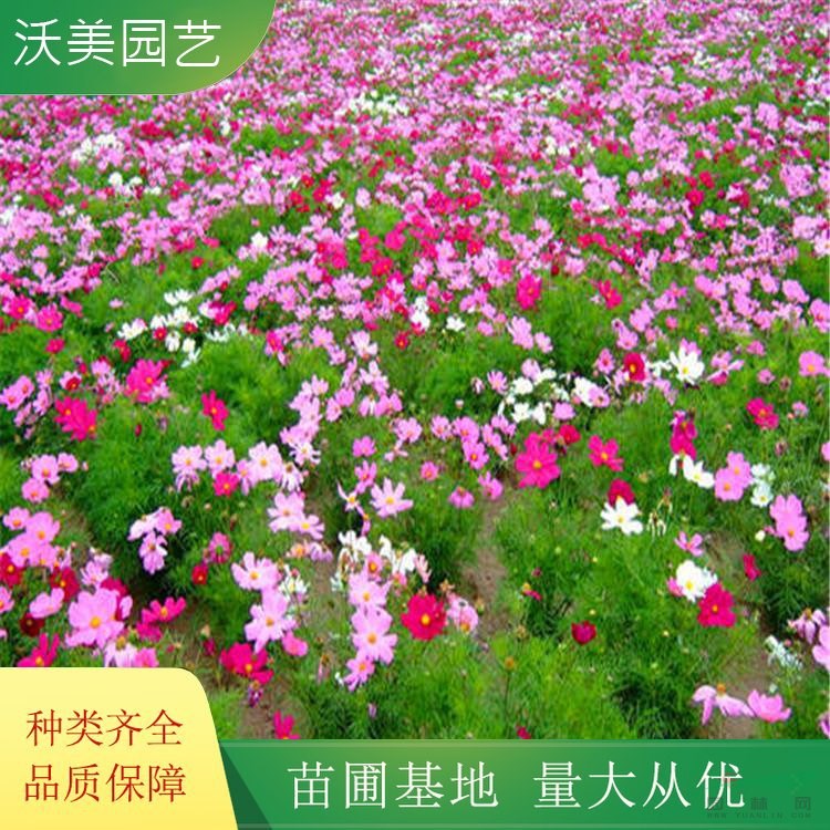 江蘇綠化苗木基地 長期供應(yīng) 波斯菊 花海工程打造苗木 別墅小區(qū)庭院綠化苗木 基地批發(fā)價格