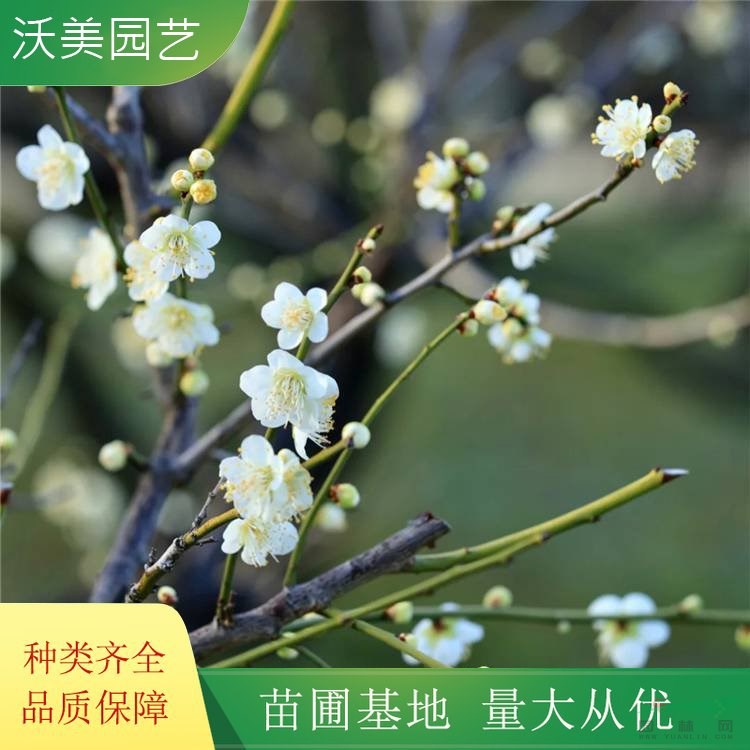 大量出售 綠萼梅 公園景點(diǎn)裝飾行道樹 庭院地栽苗 花色爛漫