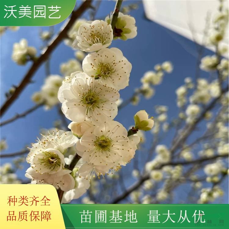 大量出售 綠萼梅 公園景點(diǎn)裝飾行道樹 庭院地栽苗 花色爛漫