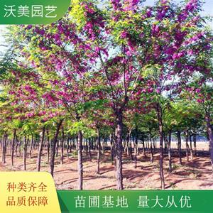 江蘇綠化苗木基地 苗圃出售 香花槐 花海工程打造 園林庭院造景植物 基地批發(fā)價格