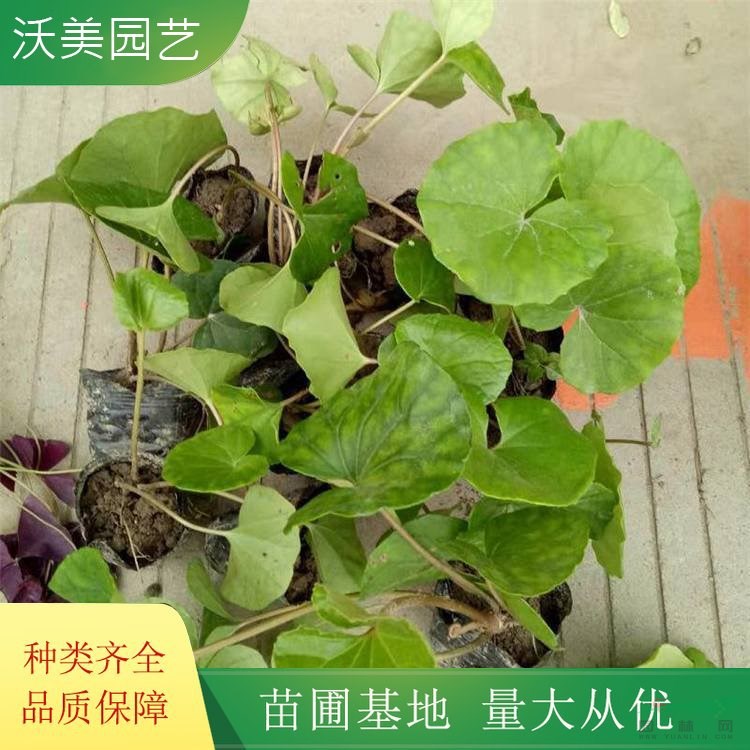 基地供應(yīng) 吳風(fēng)草 花壇凈水水生綠植 庭院道路綠化色塊苗