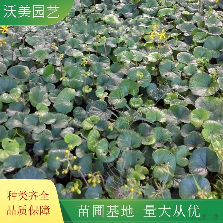 江蘇綠化苗木基地 基地供應(yīng) 吳風(fēng)草 花壇凈水水生綠植 庭院道路綠化色塊苗 基地批發(fā)價格