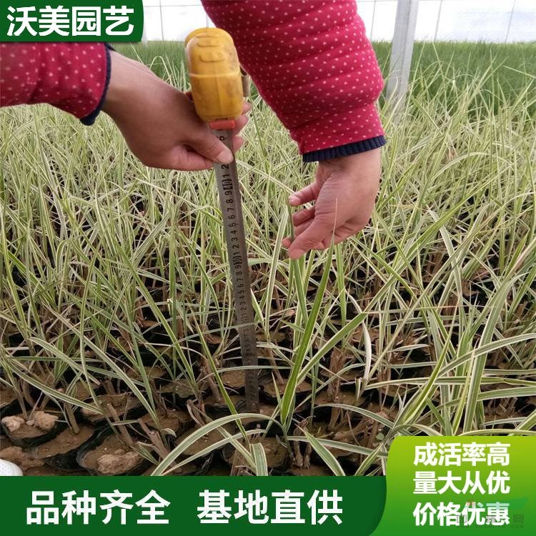 江蘇綠化苗木基地 基地供應(yīng) 花葉芒 生植物 濕地工程公園 綠化觀賞草盆栽植物 基地批發(fā)價(jià)格