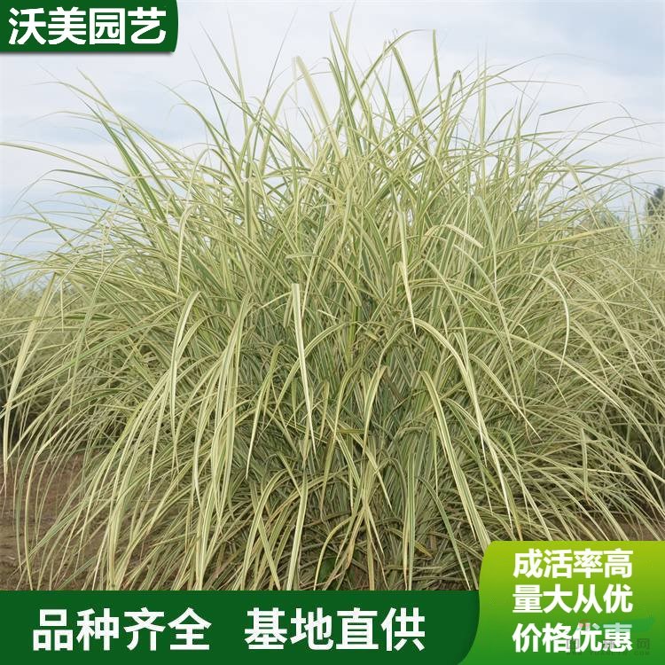 江蘇綠化苗木基地 基地供應(yīng) 花葉芒 生植物 濕地工程公園 綠化觀賞草盆栽植物 基地批發(fā)價(jià)格