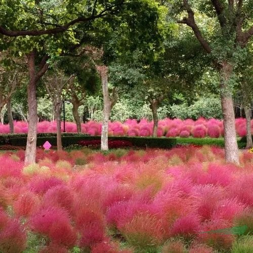 紅葉地膚 盆栽地栽觀賞種植小區(qū)公園庭院綠化工程苗景區(qū)園林造景