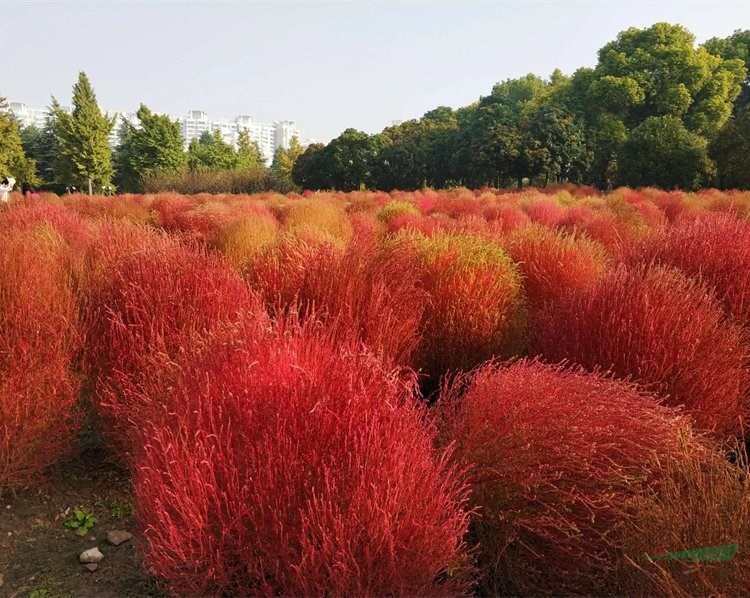 紅葉地膚 盆栽地栽觀賞種植小區(qū)公園庭院綠化工程苗景區(qū)園林造景