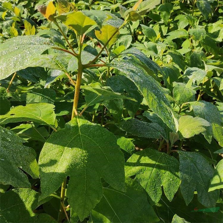 江蘇綠化苗木基地 檫木 小區(qū)庭院公園綠化觀賞種植 景區(qū)園林行道風景庭蔭造景樹 基地批發(fā)價格