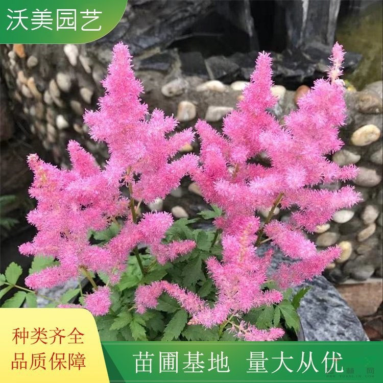 沃美園藝出售 絡(luò)新婦花苗 地被造景觀賞花卉 綠化工程苗