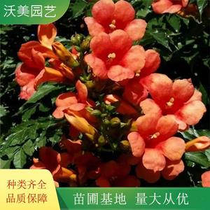 江蘇綠化苗木基地 沃美園藝出售 凌霄花 園林綠化造景栽植苗 花鏡種植花卉 基地批發(fā)價格