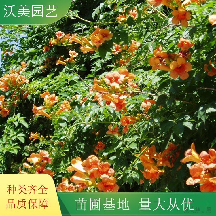 沃美園藝出售 凌霄花 園林綠化造景栽植苗 花鏡種植花卉