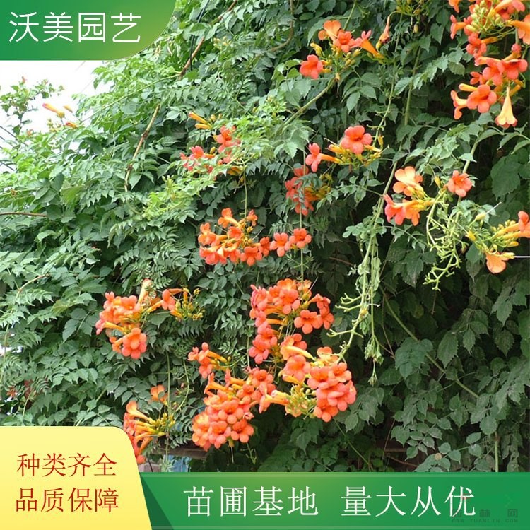 沃美園藝出售 凌霄花 園林綠化造景栽植苗 花鏡種植花卉