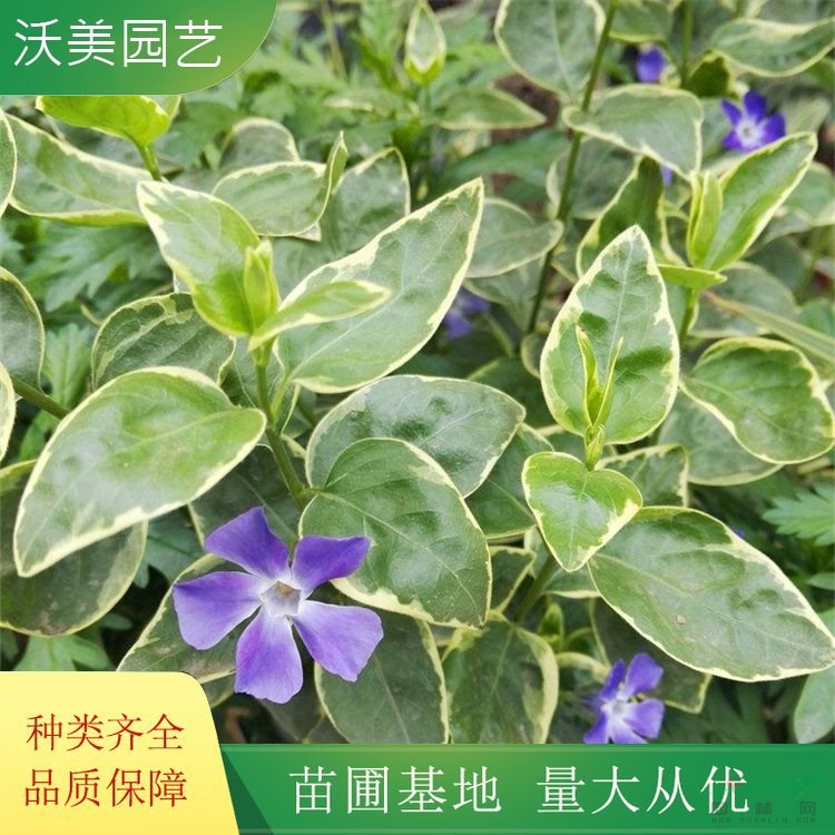 江蘇綠化苗木基地 沃美園藝出售 花葉蔓長 春小苗 庭院園林花鏡花壇色塊綠化苗 基地批發(fā)價格