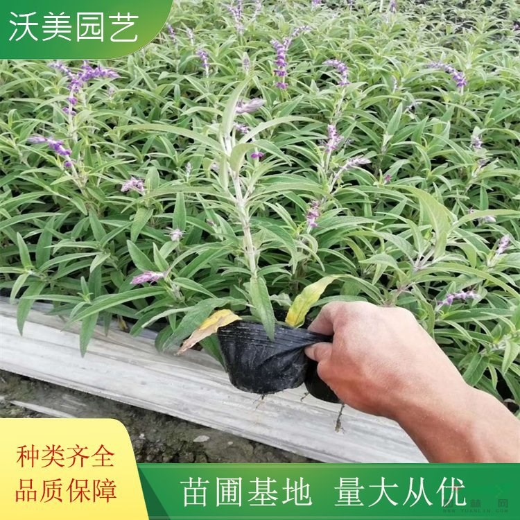 沃美園藝出售 林蔭鼠尾草小苗 花鏡花壇觀賞花卉 綠化苗