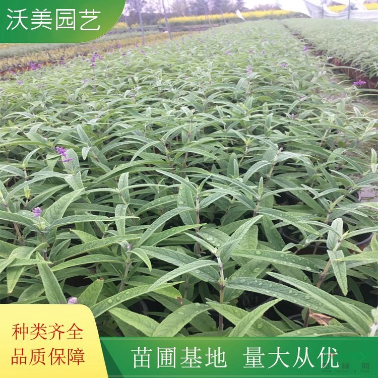 沃美園藝出售 林蔭鼠尾草小苗 花鏡花壇觀賞花卉 綠化苗