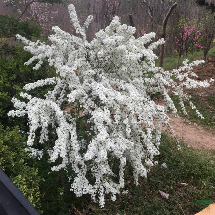 基地供應(yīng) 噴雪花 庭院別墅綠化苗木 線葉繡線菊觀賞花卉植物 花境植物批發(fā)