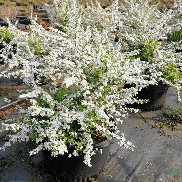 基地供應(yīng) 噴雪花 庭院別墅綠化苗木 線葉繡線菊觀賞花卉植物 花境植物批發(fā)