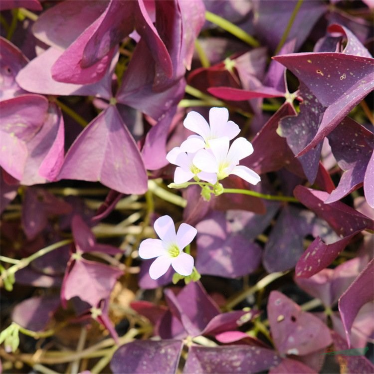 苗圃供應(yīng)紫葉酢漿草 園林小區(qū)綠化花卉 花壇花鏡布置材料 花境植物批發(fā)