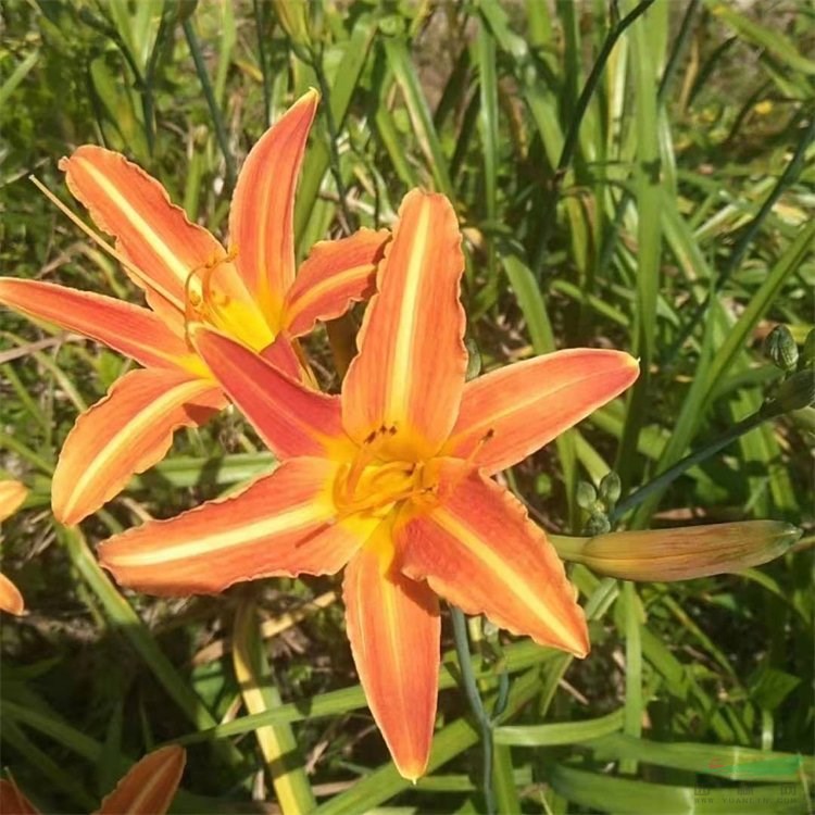 供應(yīng)大花萱草 花壇花境花海觀賞性工程苗木 園林綠化自然景觀用花 花境植物批發(fā)