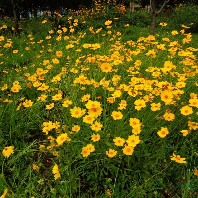 基地出售金雞菊 園林景觀造景花卉植物 花壇花鏡材料 花境植物批發(fā)