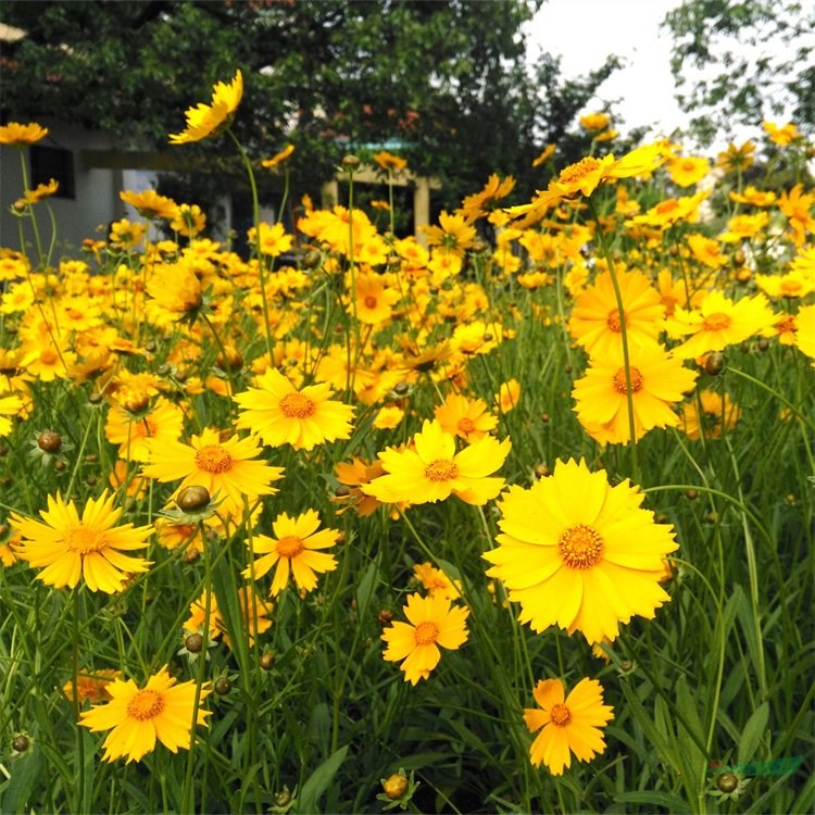 基地出售金雞菊 園林景觀造景花卉植物 花壇花鏡材料 花境植物批發(fā)