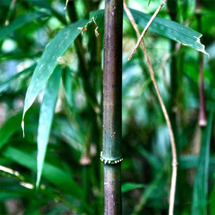 方竹 庭院小區(qū)公園觀賞種植 景區(qū)園林綠化工程綠化竹易成活