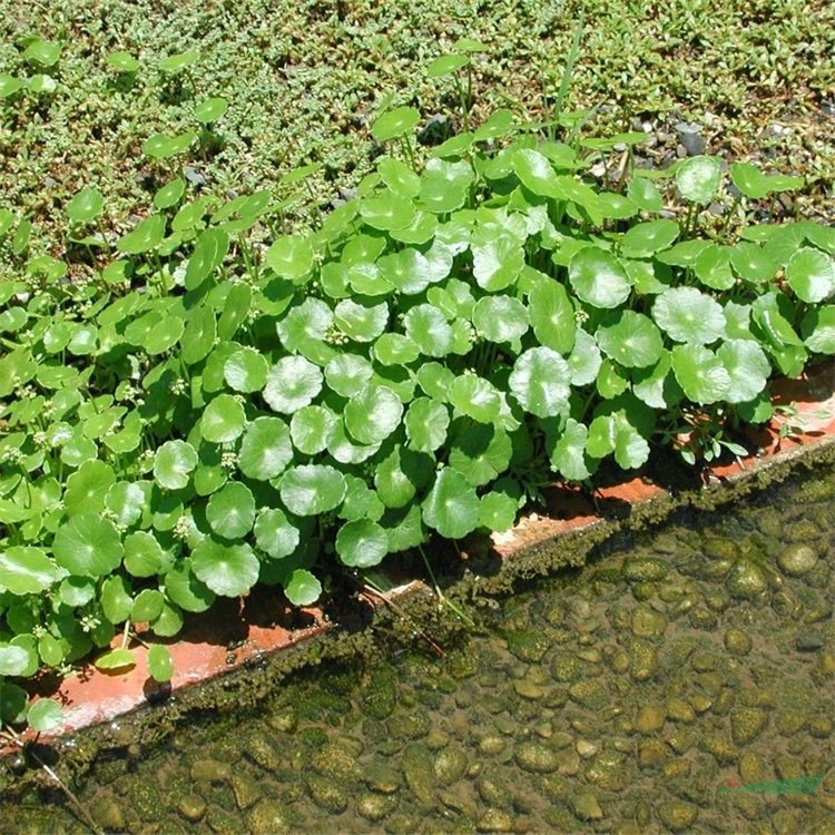 基地出售銅錢草 露地盆栽 室內(nèi)水體綠化 金花菜 鋪地蓮 路邊黃 花境植物批發(fā)