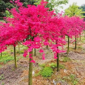 如馨园林苗圃出售枫树类 红小袖 红大袖 红枫 园林景观树 种类多 花境植物批发