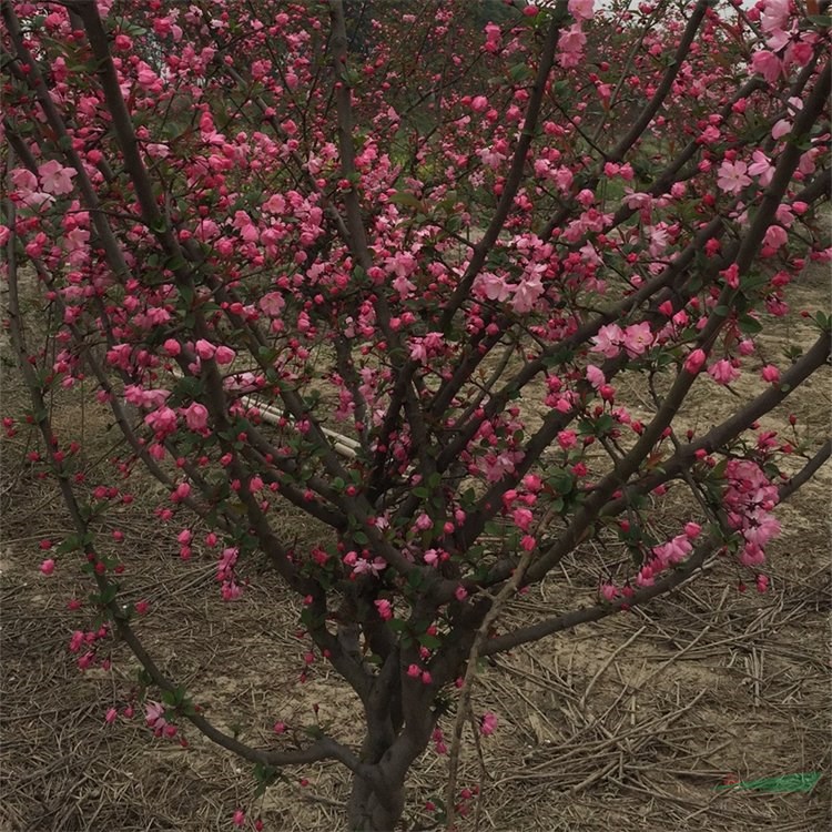 基地供應(yīng)垂絲海棠 城市街道綠地廠礦區(qū)綠化觀賞花卉