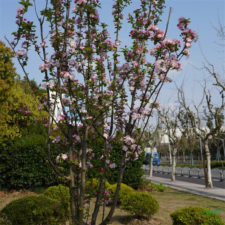 基地供應(yīng)垂絲海棠 城市街道綠地廠礦區(qū)綠化觀賞花卉 花境植物批發(fā)