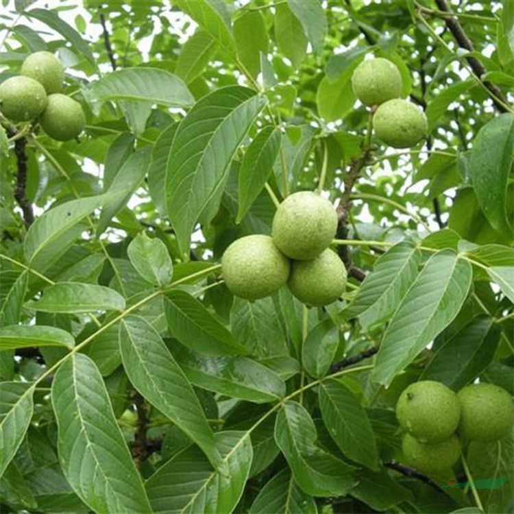 南北方種植核桃苗 文玩 可食用 果樹苗木基地直發(fā)