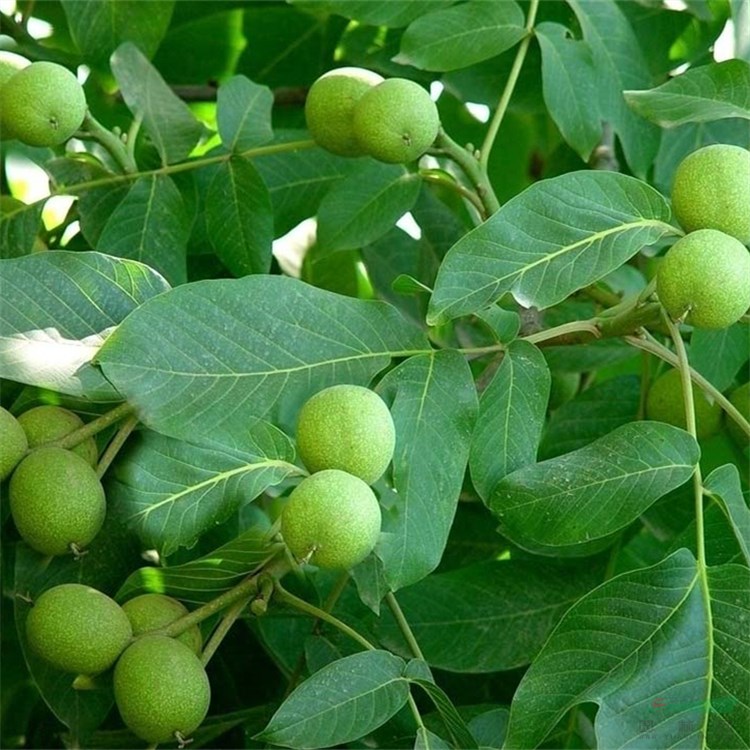 南北方種植核桃苗 文玩 可食用 果樹苗木基地直發(fā)