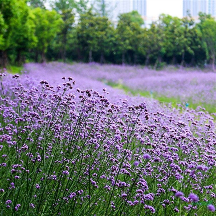 柳葉馬鞭草 園路墻垣邊群植 園林花海景觀綠化 花境背景材料 花境植物批發(fā)