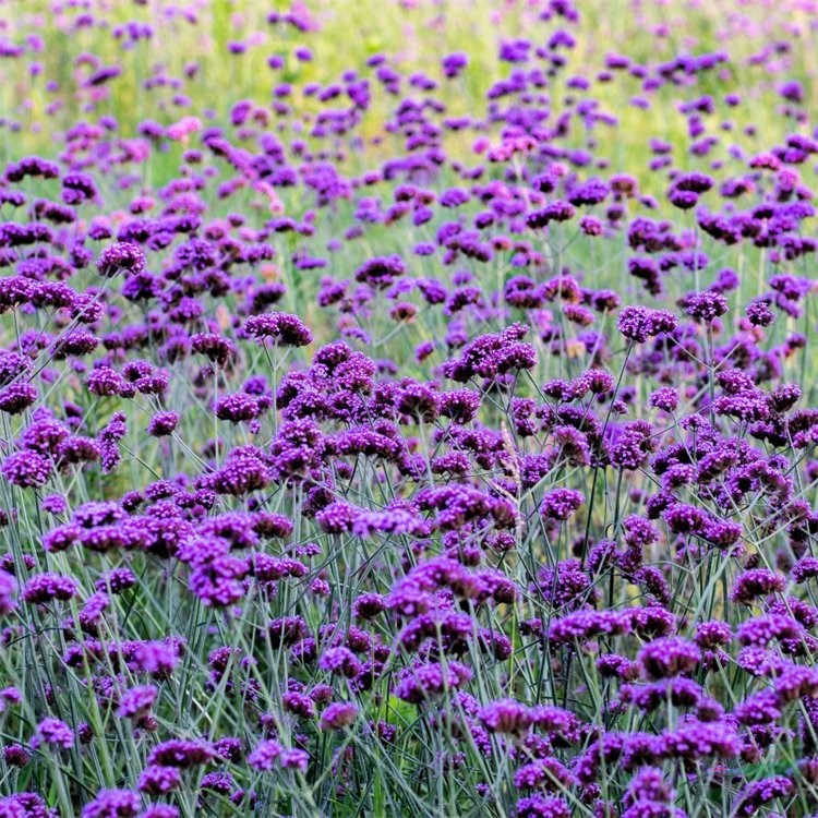 柳葉馬鞭草 園路墻垣邊群植 園林花海景觀綠化 花境背景材料 花境植物批發(fā)