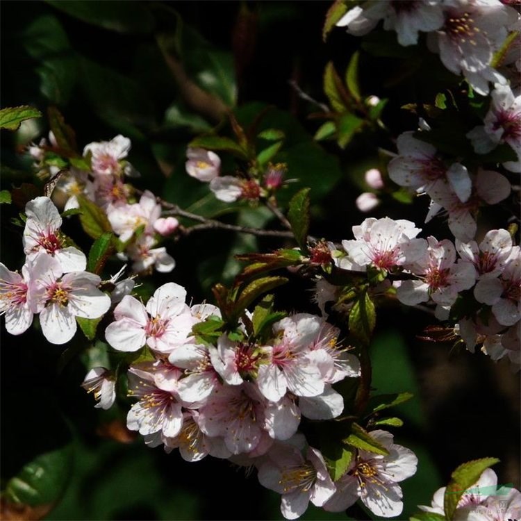 大量供應(yīng)郁李 盆栽地栽 園林庭院路邊點(diǎn)綴花卉植物 花境植物批發(fā)