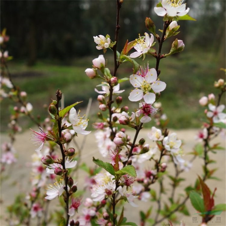 大量供應(yīng)郁李 盆栽地栽 園林庭院路邊點(diǎn)綴花卉植物 花境植物批發(fā)