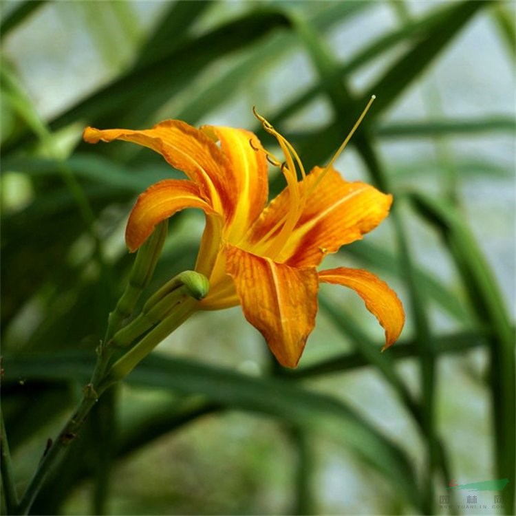 宿根花卉常綠萱草 庭院綠化地被植物 園林花鏡觀賞花卉 花境植物批發(fā)