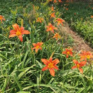 宿根花卉常綠萱草 庭院綠化地被植物 園林花鏡觀賞花卉 花境植物批發(fā)