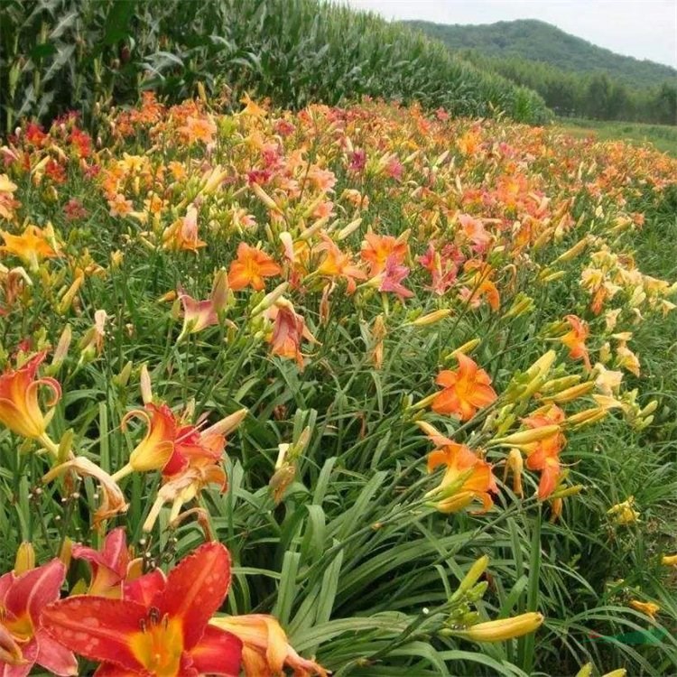 宿根花卉常綠萱草 庭院綠化地被植物 園林花鏡觀賞花卉 花境植物批發(fā)