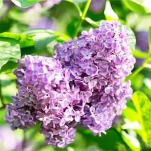 基地出售紫丁香 廠礦居民區綠化 盆栽切花觀賞花卉