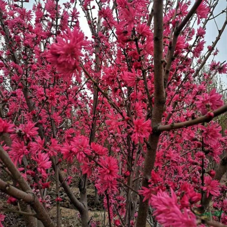 基地出售紅碧桃 別墅小區(qū)行道點綴綠化 市政工程道路美化苗木