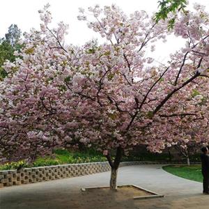 苗圃出售櫻花 花色艷麗 別墅小區庭院觀賞開花植物