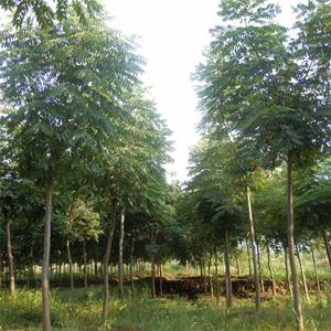 基地出售無患子 觀葉觀果樹種 工業城市生態綠化 黃金樹