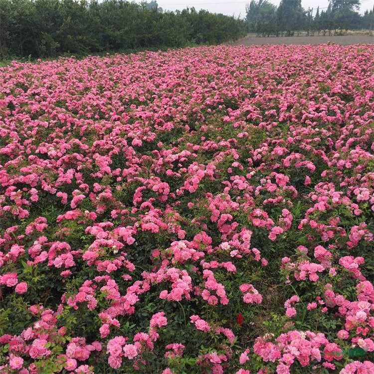 苗圃出售地被月季 城市綠地 屋頂花園 高速公路護(hù)堤花卉 花境植物批發(fā)