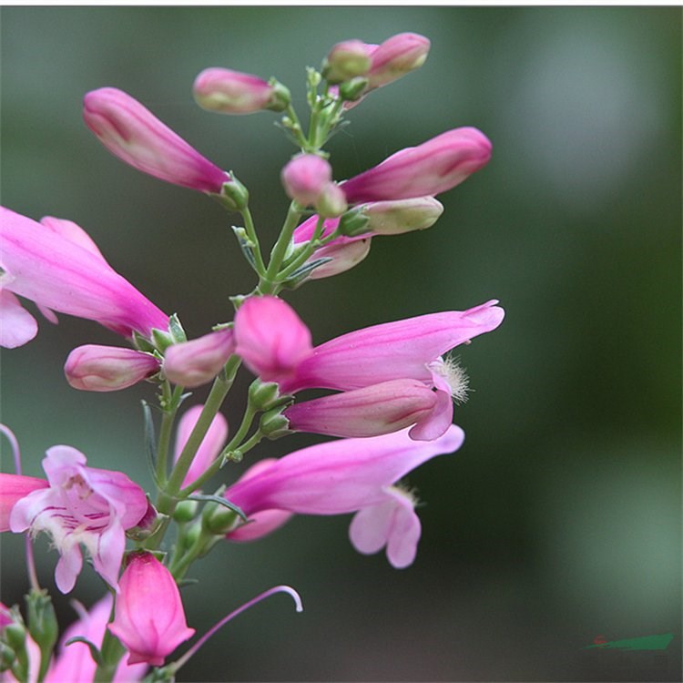 盆栽觀賞花卉釣鐘柳 園林綠化花壇花鏡綠島栽植