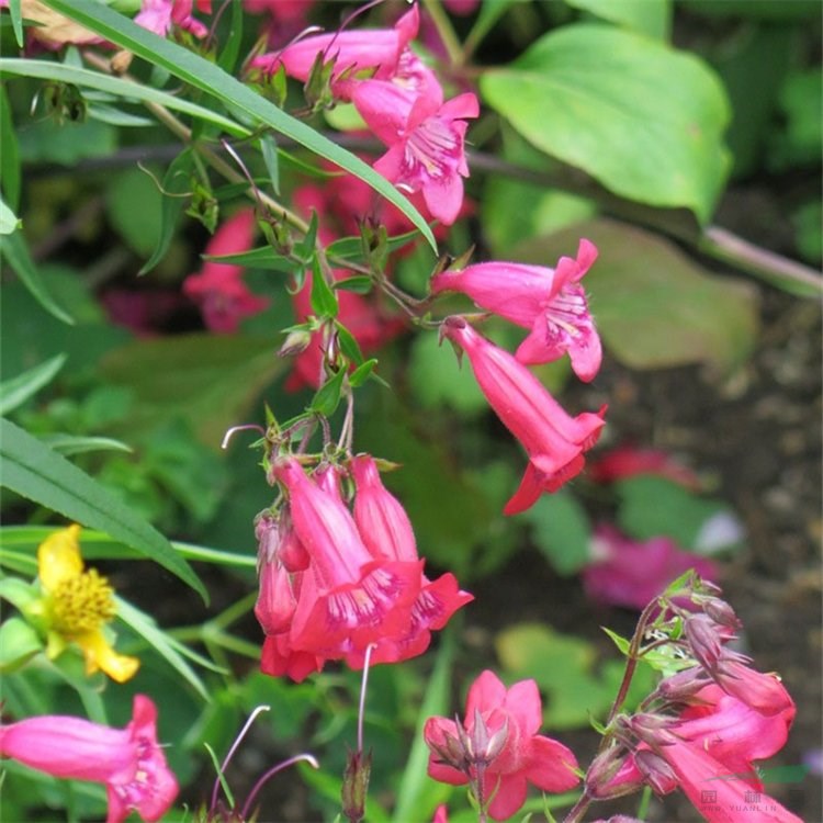 盆栽觀賞花卉釣鐘柳 園林綠化花壇花鏡綠島栽植