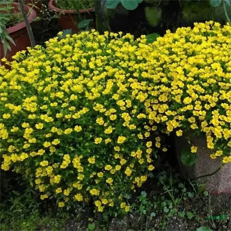 金沙蔓 草坪地被 陽臺小區(qū)庭院綠化租擺種植 花壇花鏡 易成活 花境植物批發(fā)