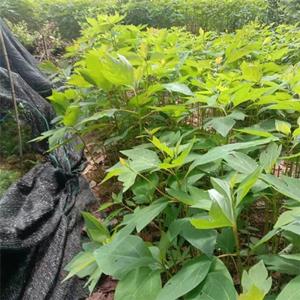 檫木 種植基地陽臺(tái)盆栽地被植物 小區(qū)庭院公園綠化綠化種植