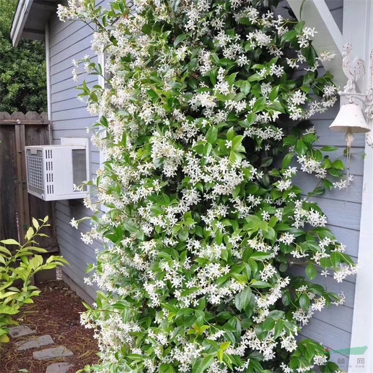 風車茉莉 藤蔓植物庭院公園墻體攀爬綠化種植 盆栽花卉易成活