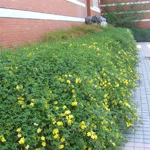 基地出售黃馨 土墻邊緣路邊林緣 溫室盆栽觀賞花卉 花境植物批發(fā)