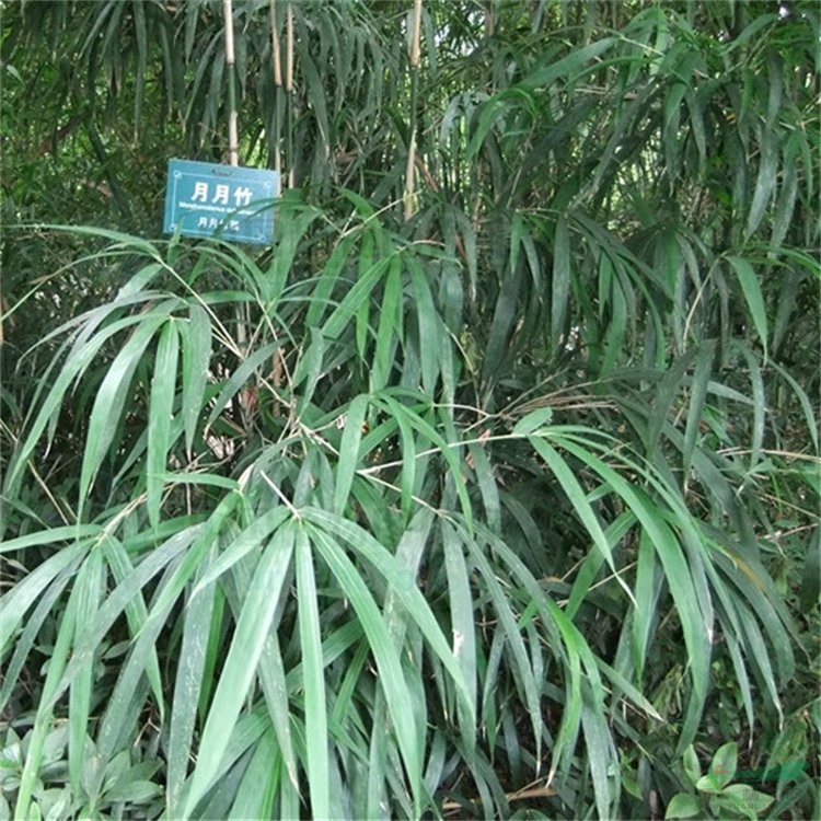 月月竹 小區(qū)庭院公園觀賞種植 景區(qū)園林綠化工程竹 移栽苗